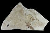 Fossil Leaf Plate - Green River Formation, Utah #118031-1
